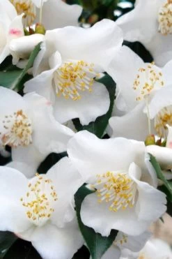 Mount Noko Camellia (Camellia Transnokoensis) - 1 Gallon Pot