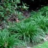 Creek Sedge (Carex Amphibola) - 8 Pack Of 1 Gallon Pots