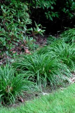 Creek Sedge (Carex Amphibola) - 1 Gallon Pot