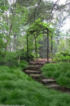 Pennsylvania Sedge (Carex Pennsylvanica) - 16 Pack 1 Gallon Pots