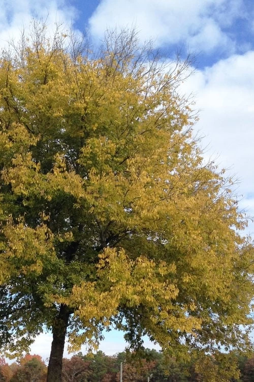 Sugarberry Tree (Celtis Laevigata) - 1 Gallon Pot - Image 5