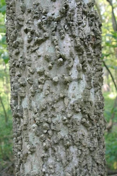 Sugarberry Tree (Celtis Laevigata) - 1 Gallon Pot - Image 7