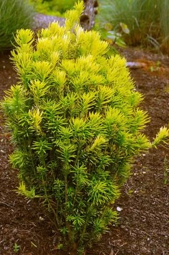 Korean Gold Plum Yew (Cephalotaxus) - 3 Gallon Pot