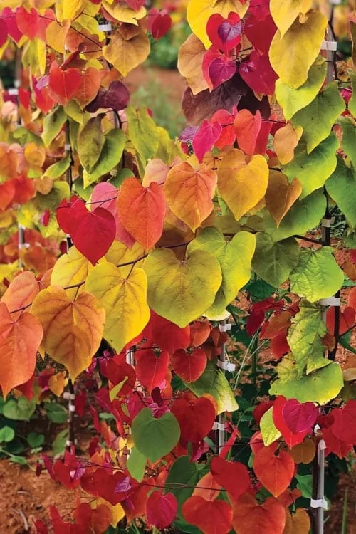 Flamethrower Redbud Tree - 3 Gallon Pot (3-4') - Image 8