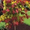 Flamethrower Redbud Tree - 3 Gallon Pot (3-4')