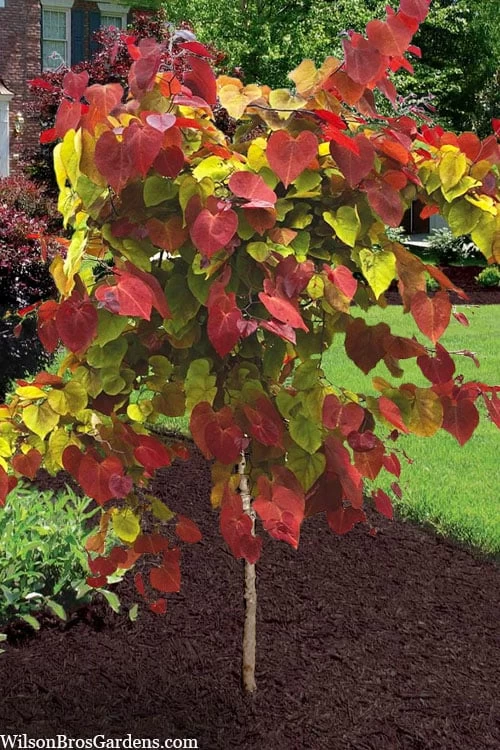 Flamethrower Redbud Tree - 3 Gallon Pot (3-4')