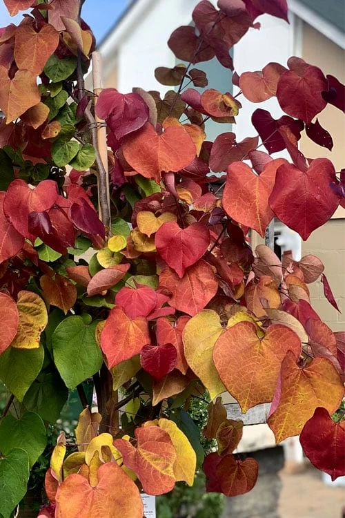 Flamethrower Redbud Tree - 3 Gallon Pot (3-4') - Image 4