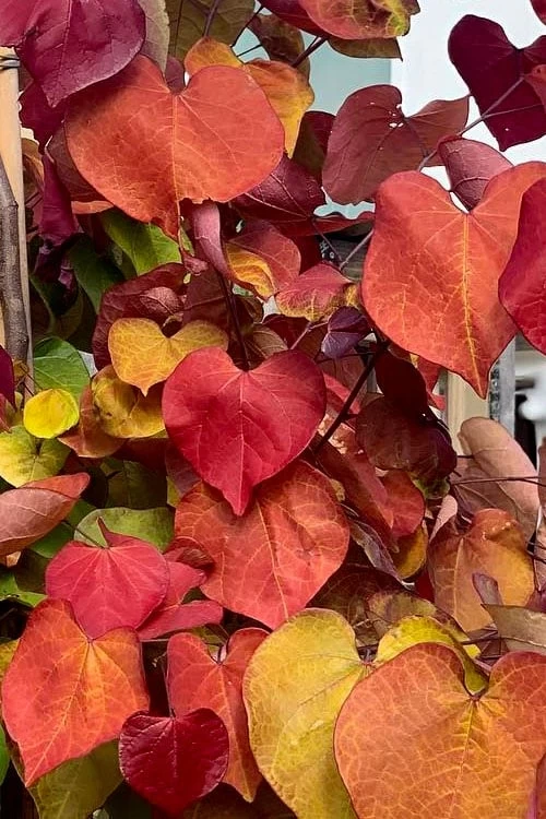 Flamethrower Redbud Tree - 3 Gallon Pot (3-4') - Image 5