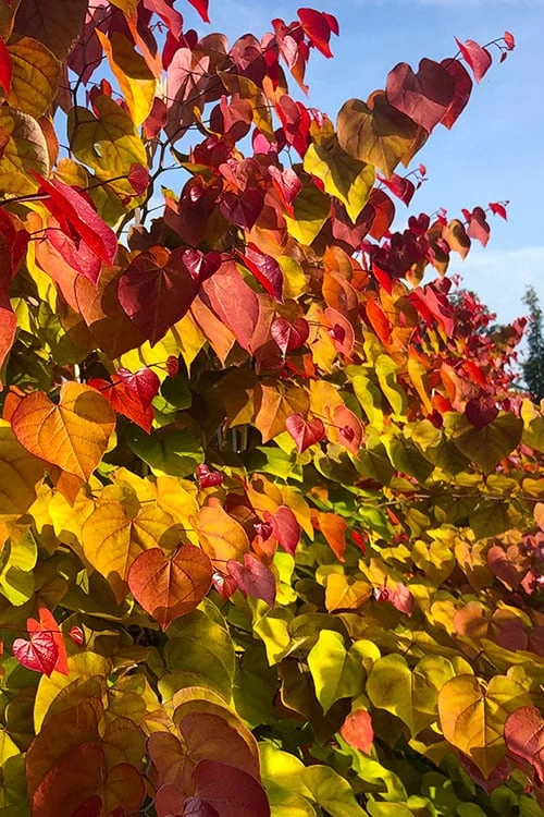 Flamethrower Redbud Tree - 3 Gallon Pot (3-4') - Image 7