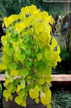 Golden Falls Weeping Redbud Tree - 3 Gallon Pot (1-2')