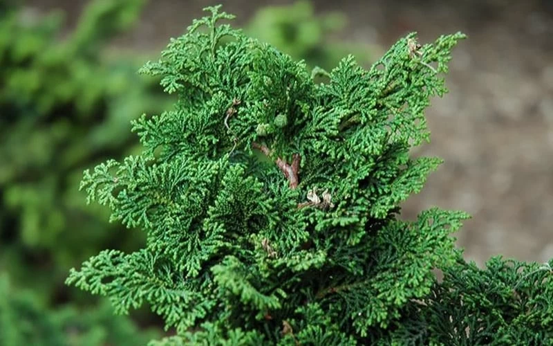 Koster Hinoki Cypress - 1 Gallon Pot - Image 4