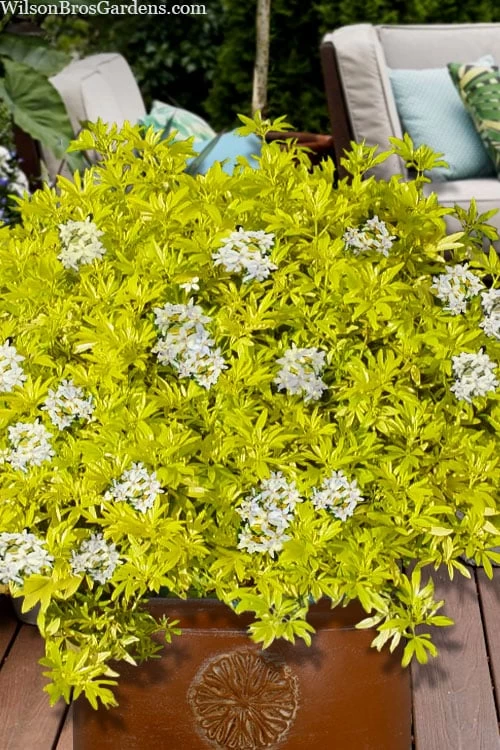 Goldfingers Mexican Orange Blossom (Choisya) - 2 Gallon Pot - Image 6