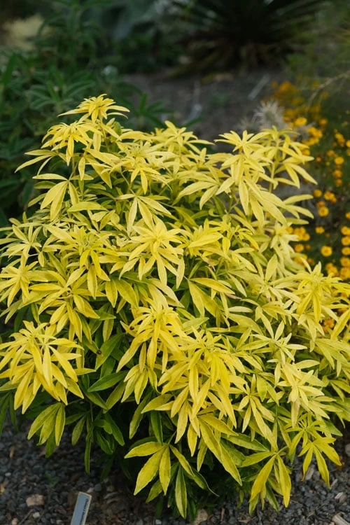 Goldfingers Mexican Orange Blossom (Choisya) - 2 Gallon Pot - Image 5