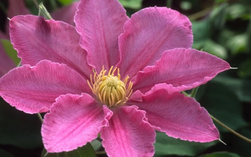 Abilene Clematis - 1 Gallon Pot - Image 4