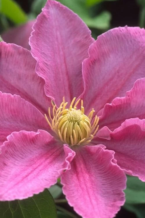 Abilene Clematis - 1 Gallon Pot - Image 6
