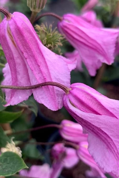 Alionushka Clematis - 1 Gallon Pot - Image 6