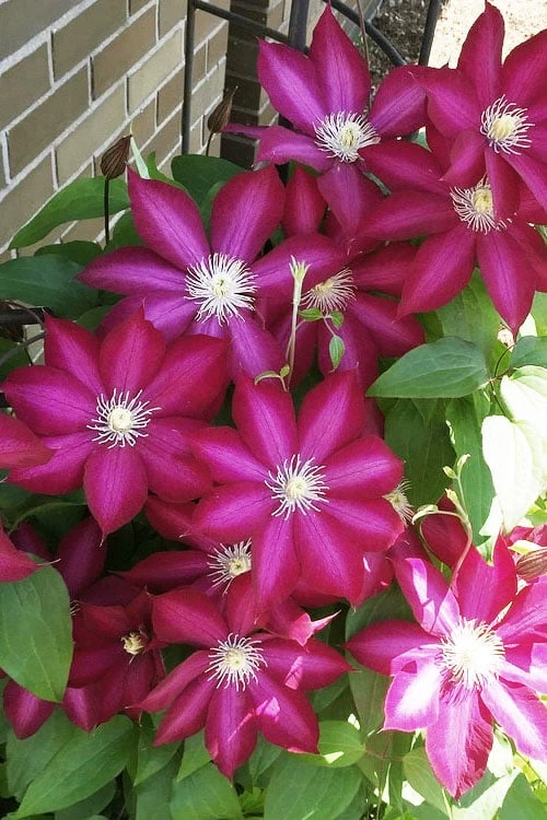 Bourbon Clematis - 1 Gallon Pot - Image 5