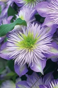 Crystal Fountain Clematis - 1 Gallon Pot