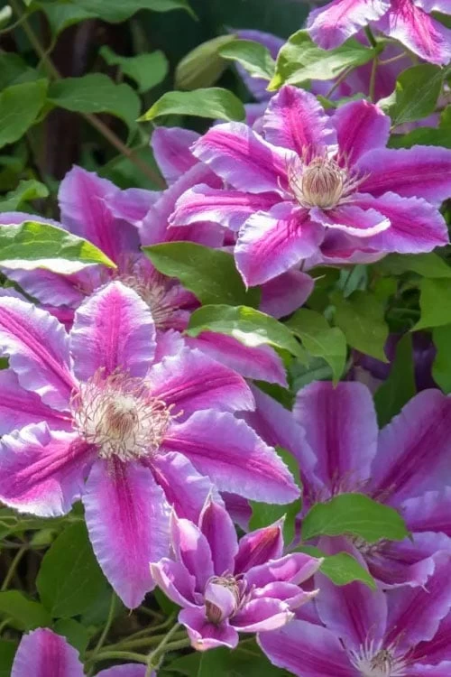 Dr. Ruppel Clematis - 1 Gallon Pot - Image 6