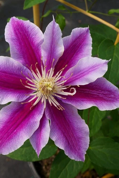 Dr. Ruppel Clematis - 1 Gallon Pot - Image 7