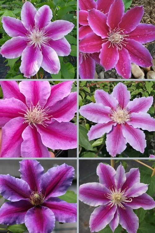 Dr. Ruppel Clematis - 1 Gallon Pot - Image 4
