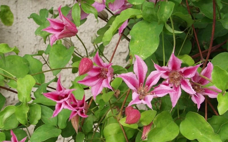 Duchess Of Albany Clematis - 1 Gallon Pot - Image 7