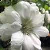 Duchess Of Edinburgh Clematis - 1 Gallon Pot