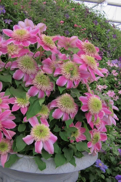 Empress Clematis - 1 Gallon Pot - Image 4