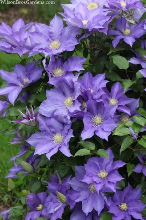 H. F. Young Clematis - 1 Gallon Pot - Image 4