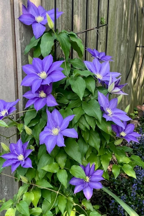 H. F. Young Clematis - 1 Gallon Pot - Image 5