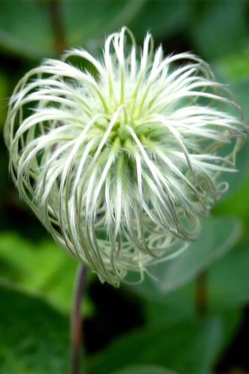 Clematis Integrifolia (Solitary Bush Clematis) - 1 Gallon Pot - Image 6