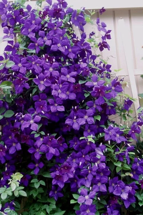 Jakmanii Purple Clematis - 1 Gallon Pot - Image 5