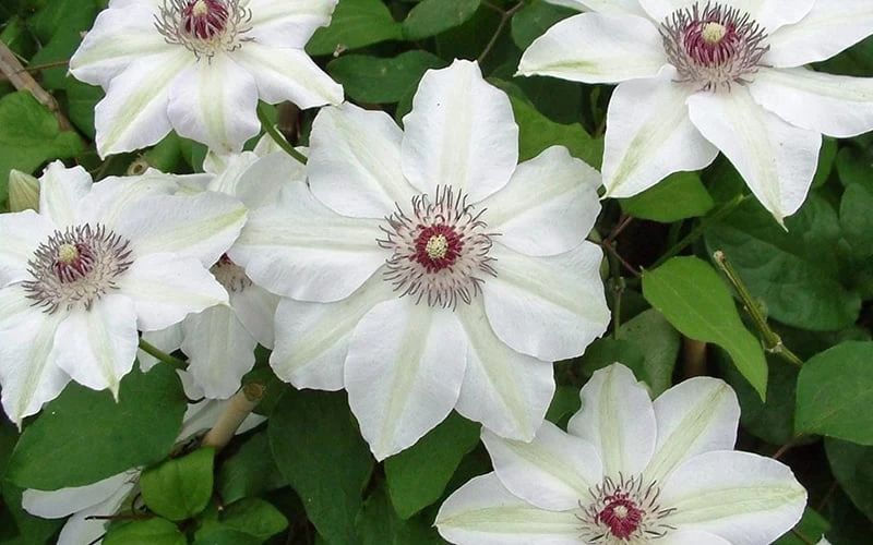 Miss Bateman Clematis - 1 Gallon Pot - Image 6