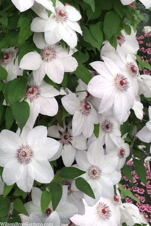 Miss Bateman Clematis - 1 Gallon Pot - Image 4