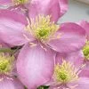 Montana Elizabeth Clematis - 1 Gallon Pot