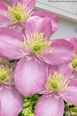 Montana Elizabeth Clematis - 1 Gallon Pot