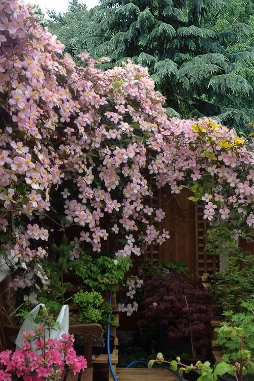 Mayleen Montana Clematis - 1 Gallon Pot - Image 4