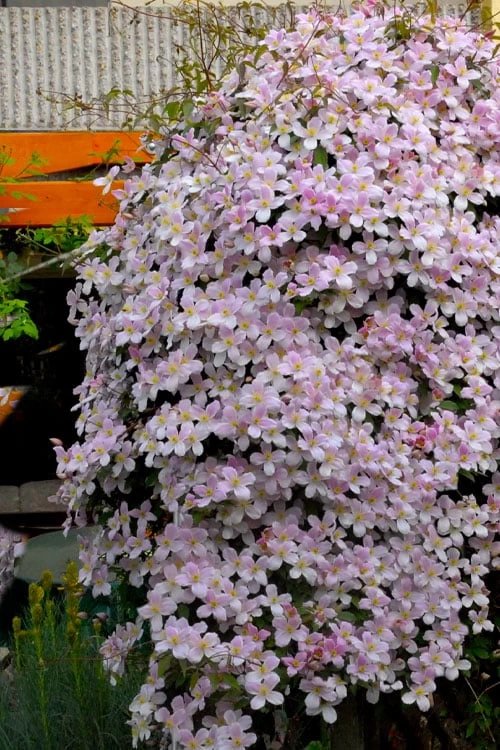 Montana Rubens Clematis - 1 Gallon Pot - Image 4