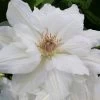 Mrs. George Jackman Clematis - 1 Gallon Pot
