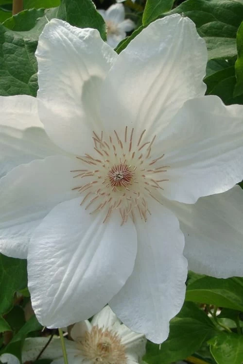 Mrs. George Jackman Clematis - 1 Gallon Pot - Image 8