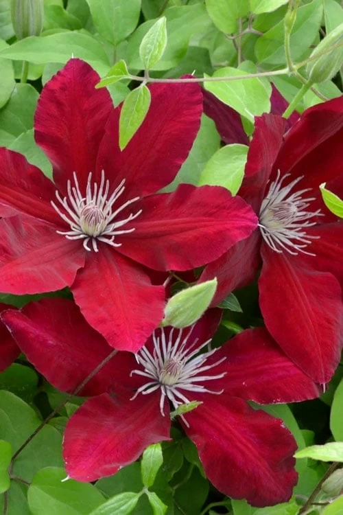 Rebecca Clematis - 1 Gallon Pot - Image 4