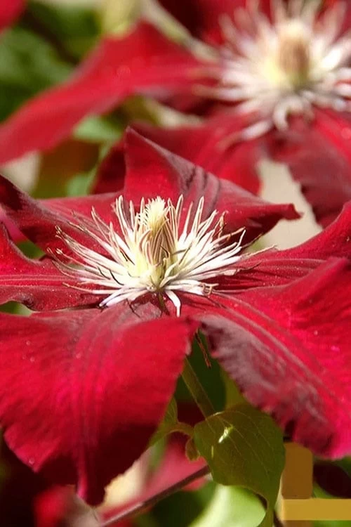Rebecca Clematis - 1 Gallon Pot - Image 5