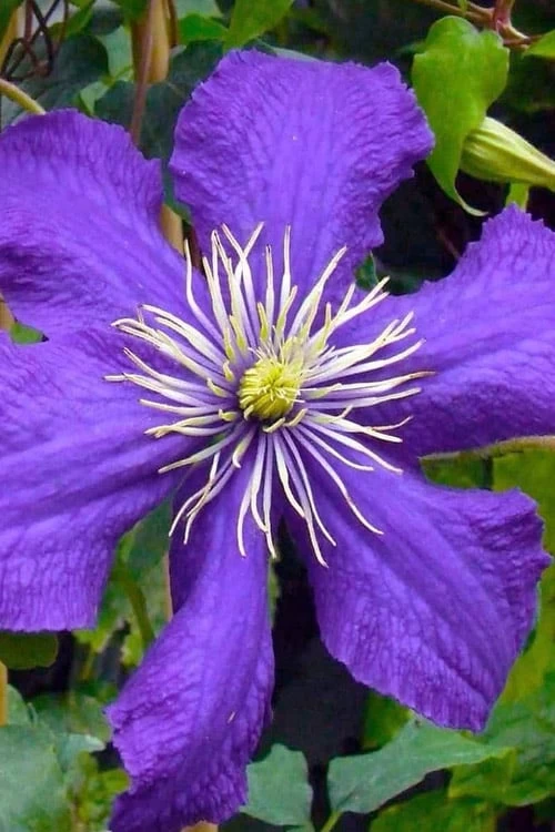 Rhapsody Clematis - 1 Gallon Pot - Image 5