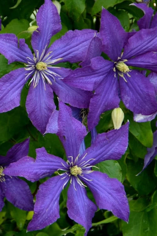 Rhapsody Clematis - 1 Gallon Pot - Image 7