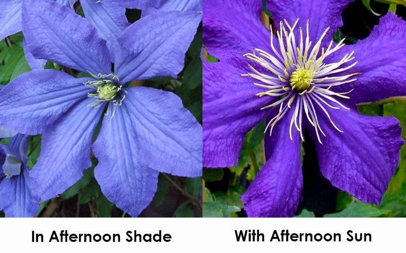 Rhapsody Clematis - 1 Gallon Pot - Image 4