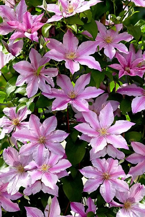 Sally Clematis - 1 Gallon Pot - Image 5