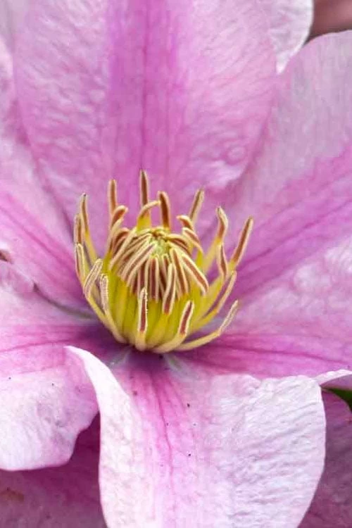 Sally Clematis - 1 Gallon Pot - Image 6