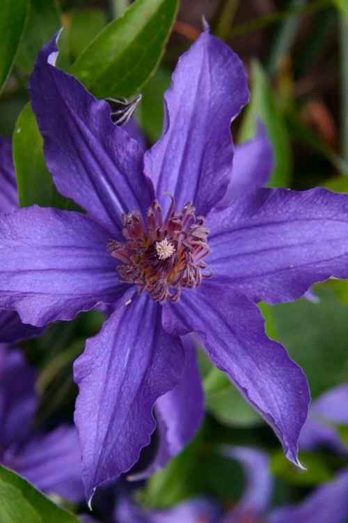 Sapphire Indigo Clematis - 1 Gallon Pot - Image 7