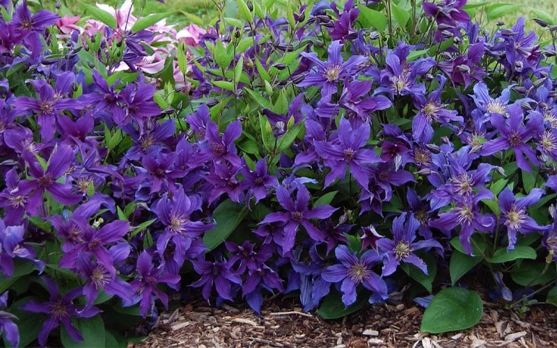 Sapphire Indigo Clematis - 1 Gallon Pot - Image 4
