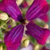 Sweet Summer Love Clematis - 1 Gallon Pot